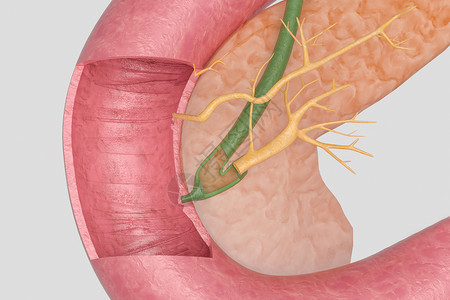 胃管胰腺解剖设计图片