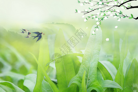 清新植物春天背景图片