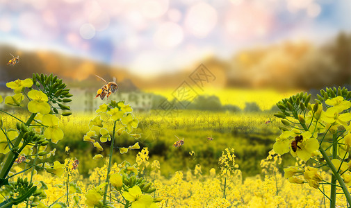 花卉蜜蜂唯美油菜花背景设计图片