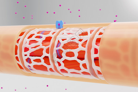 肌原纤维心脏钙离子交换场景设计图片