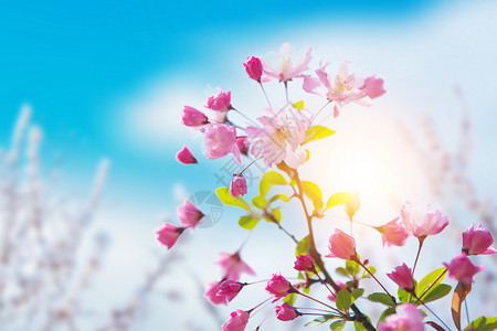 蓝天桃花春天花朵背景图片