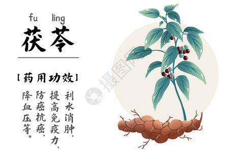 药用植物中医药材茯苓中国国医节插画插画