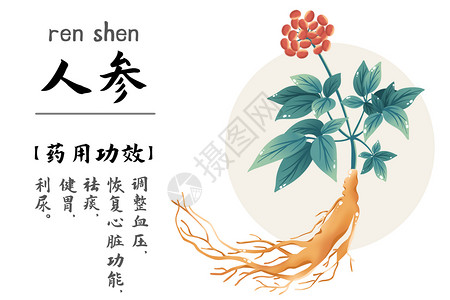 中医药材人参国医节插画插画