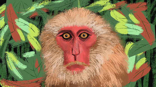 弥浸保护动物弥猴艺术画插画
