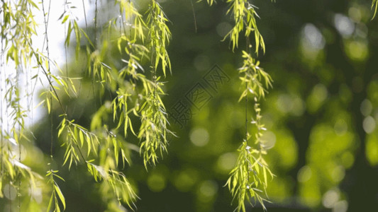 绿色植物枝条春天阳光江面风景春雨柳树枝条光斑GIF高清图片