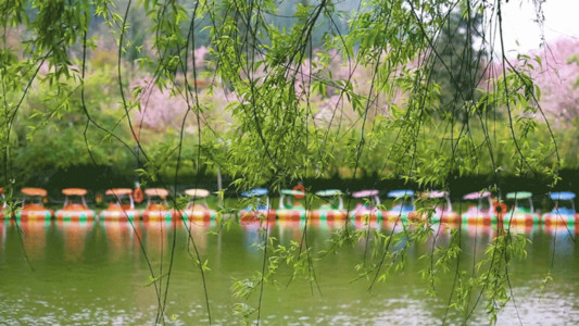 雨伞线条公园春游柳树发芽樱花盛开GIF高清图片