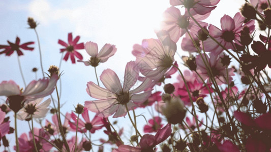 蓝天下草地夏季蓝天下的花朵雏菊GIF高清图片