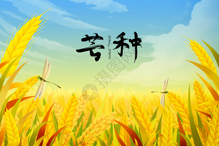 芒种时节水稻小麦麦田芒种设计图片