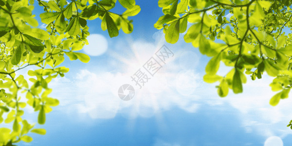 蓝色树叶花朵花丛大气树叶蓝色天空gif动图高清图片