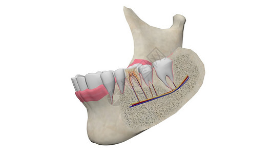 下颌骨牙齿横截面设计图片