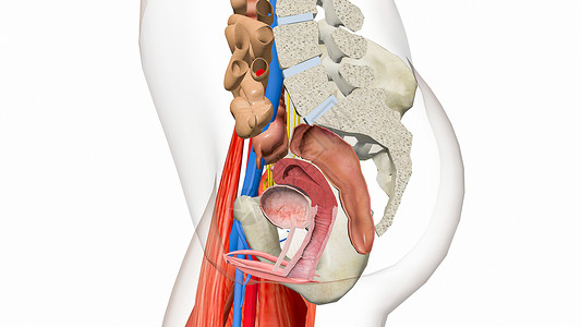 右侧会阴横深肌膀胱膨出（多命名）设计图片