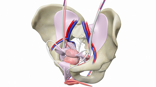 腺女性骨盆解剖设计图片