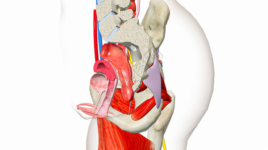 右臀上神经女性生殖横截面设计图片