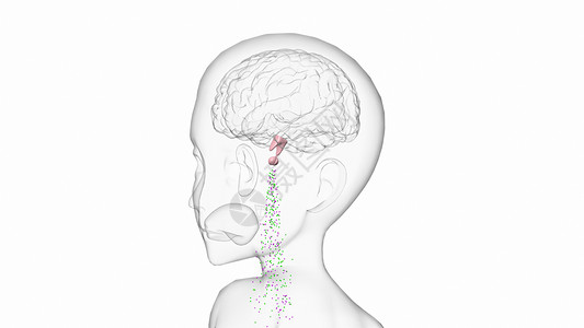 左输卵管中枢性性早熟（动画）设计图片