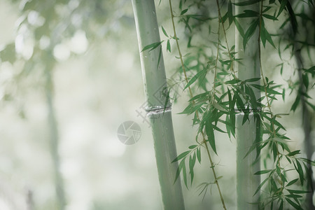 竹子开花唯美绿色竹纹背景设计图片