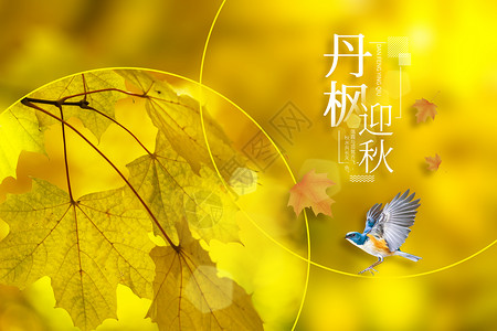 站立黄色小鸟立秋创意金色枫叶林设计图片