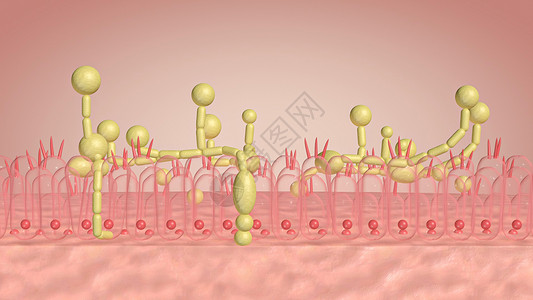 酵母菌感染3D人体上皮高清图片