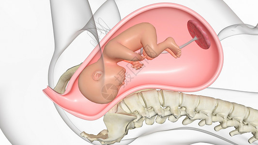 阴道分娩3D人体胎盘素高清图片