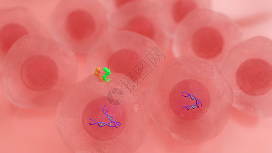 HER2蛋白质HER2阳性乳腺癌01人类表皮生长因子受体设计图片