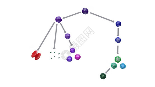 各种前体或爆破细胞血细胞图谱设计图片