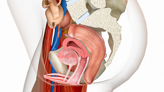 直肠人体模型回肠高清图片