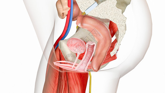内直肌右韧带阴道金库脱垂1级设计图片