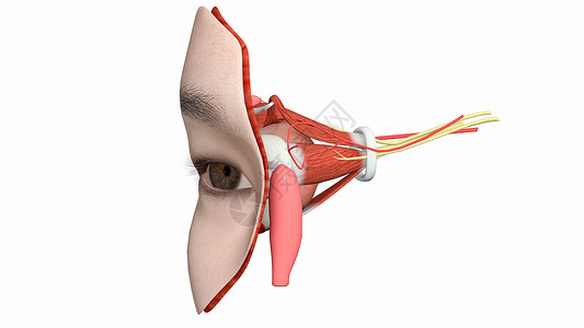 右闭孔外肌眼部局部解剖设计图片