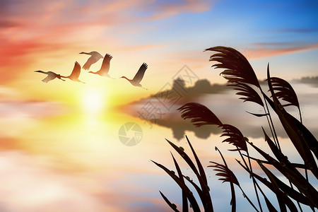 飞翔的鹤创意秋天大气山水背景设计图片