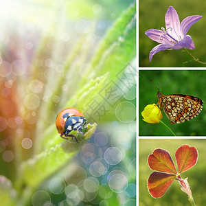 夏季花卉拼贴插图与昆虫背景图片