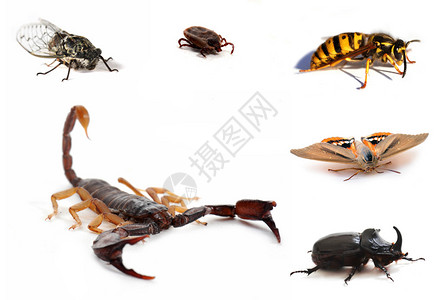 犀牛甲虫棕蝎子和昆虫被孤立在白色上设计图片