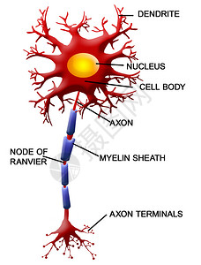 运动神经元的结构矢量图解图片