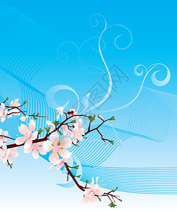 盛开的樱桃和蓝天图片