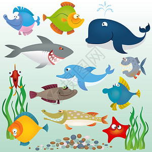 北太平洋海星装袋鱼插画