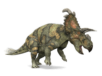Albertaceratops是加拿大艾伯塔省中坎帕尼亚时代上白垩统奥德曼组的角龙科插画