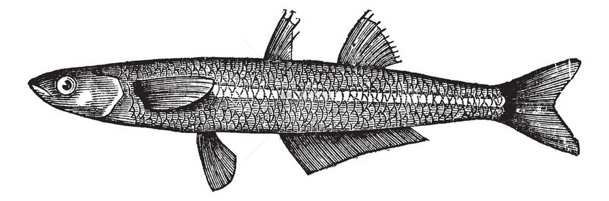 Atherinaboyeri或大型沙鱼复古雕刻旧刻图的图片