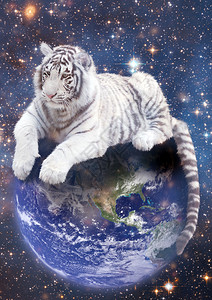 白虎在地球上选址图片