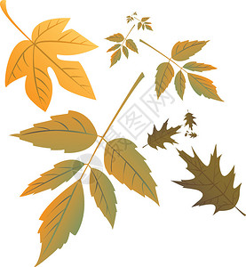 孤立的秋天树叶图案插图图片