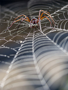 蜘蛛网与蜘蛛的特写图片