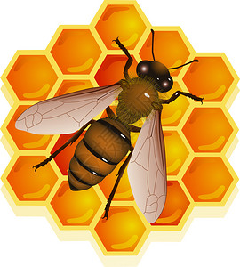 蜜蜂与窝的矢量图解图片