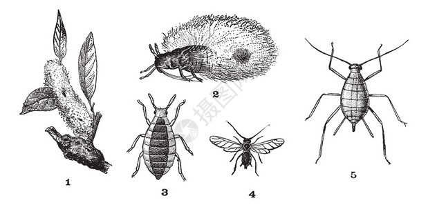 滨海堤丘吉亚蚜虫或植物虱子或绿蝇或黑蝇或粉虱插画