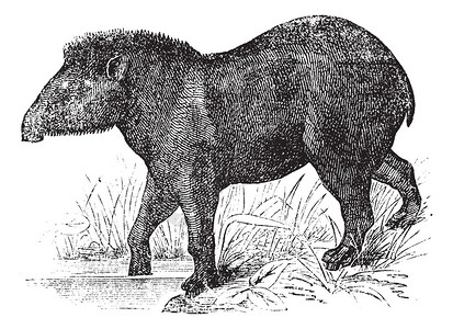 美国貘TapirusAmericanus图片