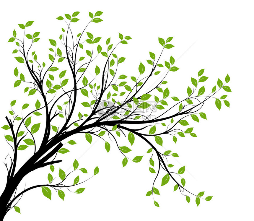 装饰树枝剪影和绿叶白色背景图片