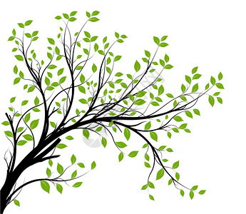装饰树枝剪影和绿叶白色背景图片