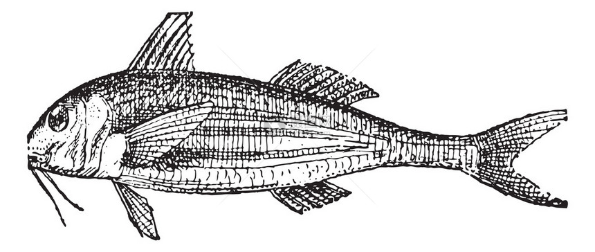 鲻鱼或灰鲻鱼图片