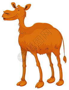 白色背景上的骆驼插图背景图片