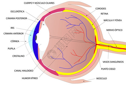 画人眼的插图图片