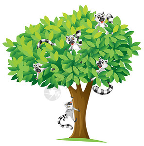 白色背景上树的松鼠插图图片