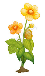 一朵详细的花插图图片