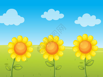 田野里3朵向日葵的插图图片