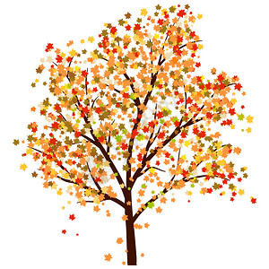 秋天的枫树落叶矢量图图片